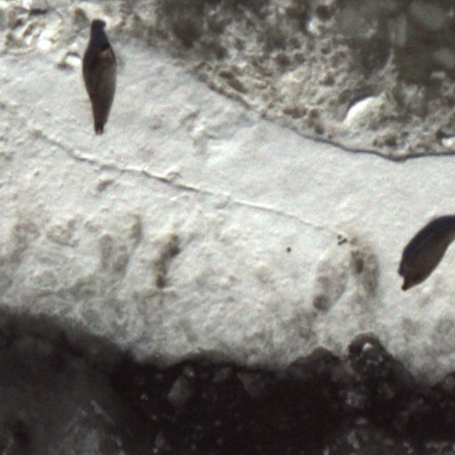 Example 6